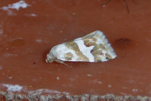 Eublemma elychrysi, Erebidae